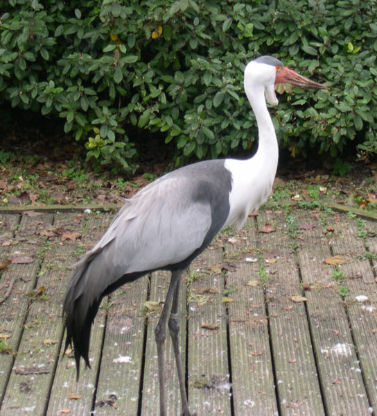 Wattled Crane